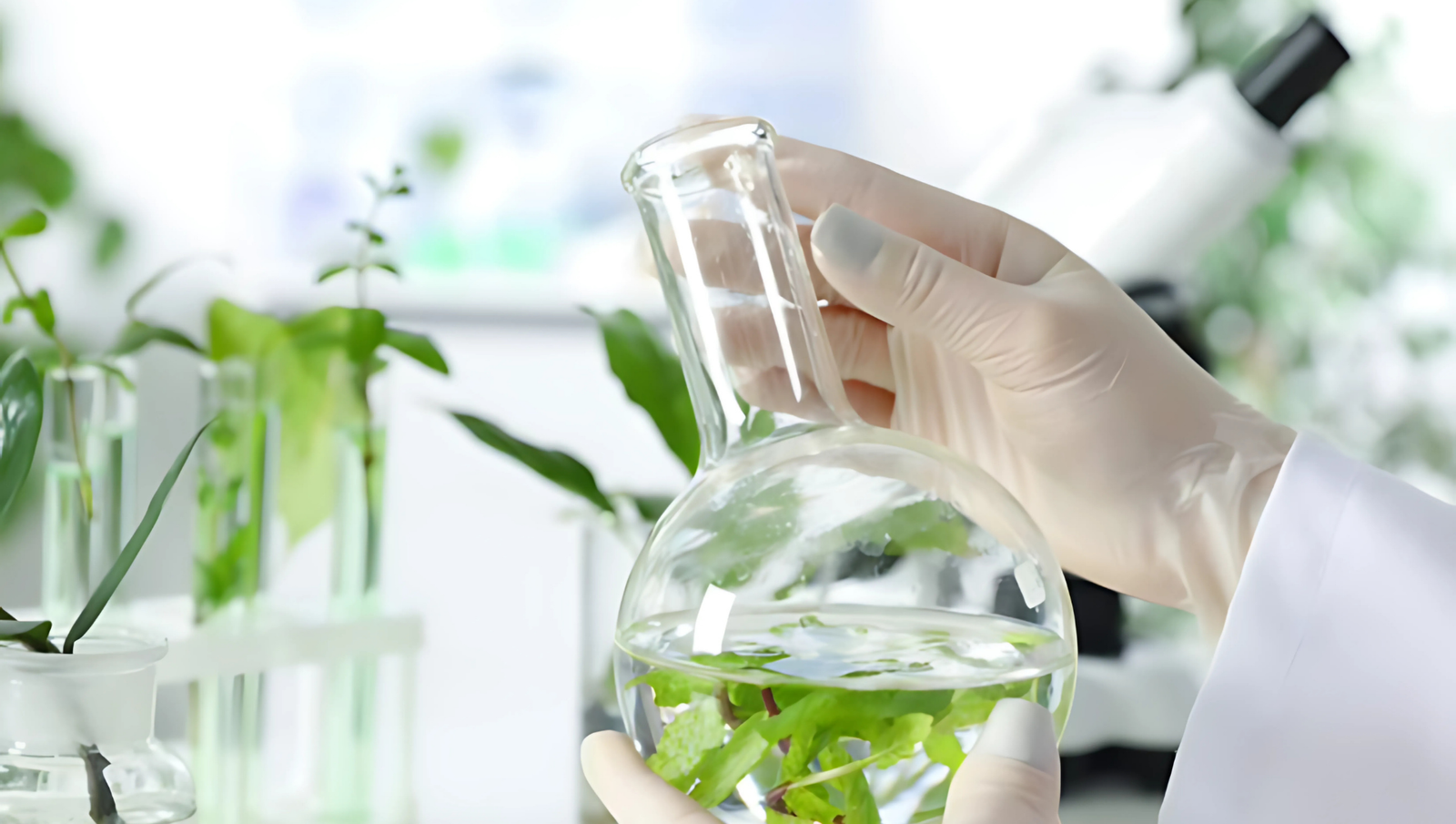 Exploring a Career in Herbal Medicine