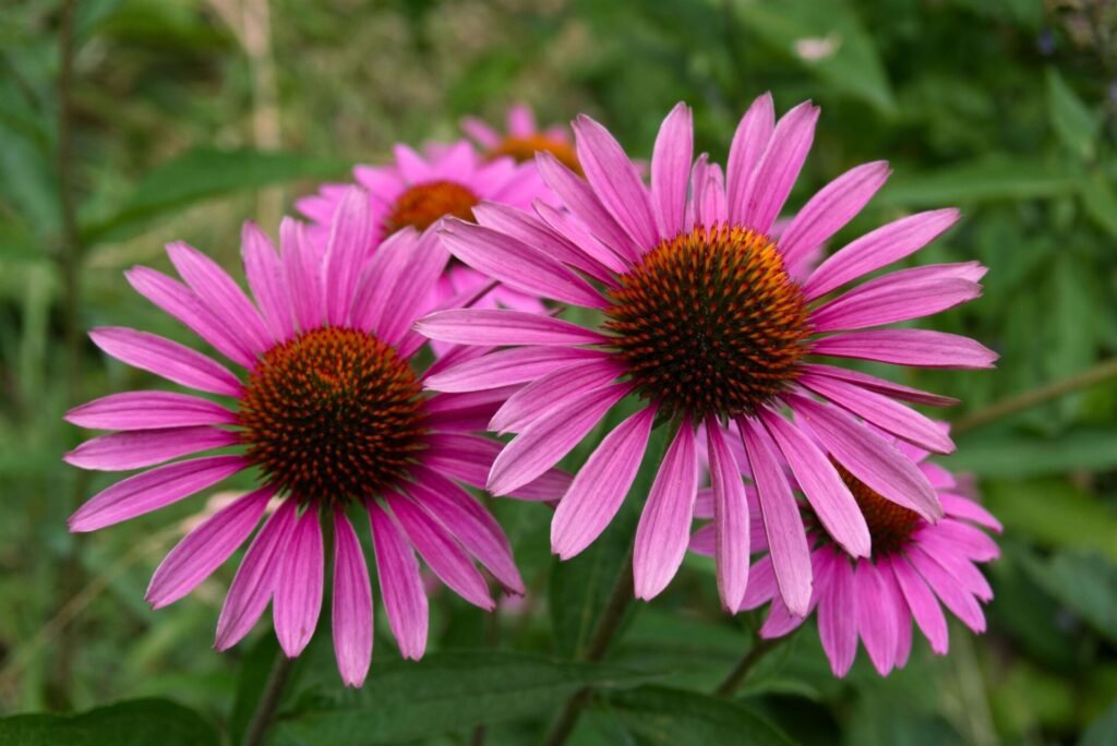 Echinacea flowers and herbal tincture bottles on a wooden table
