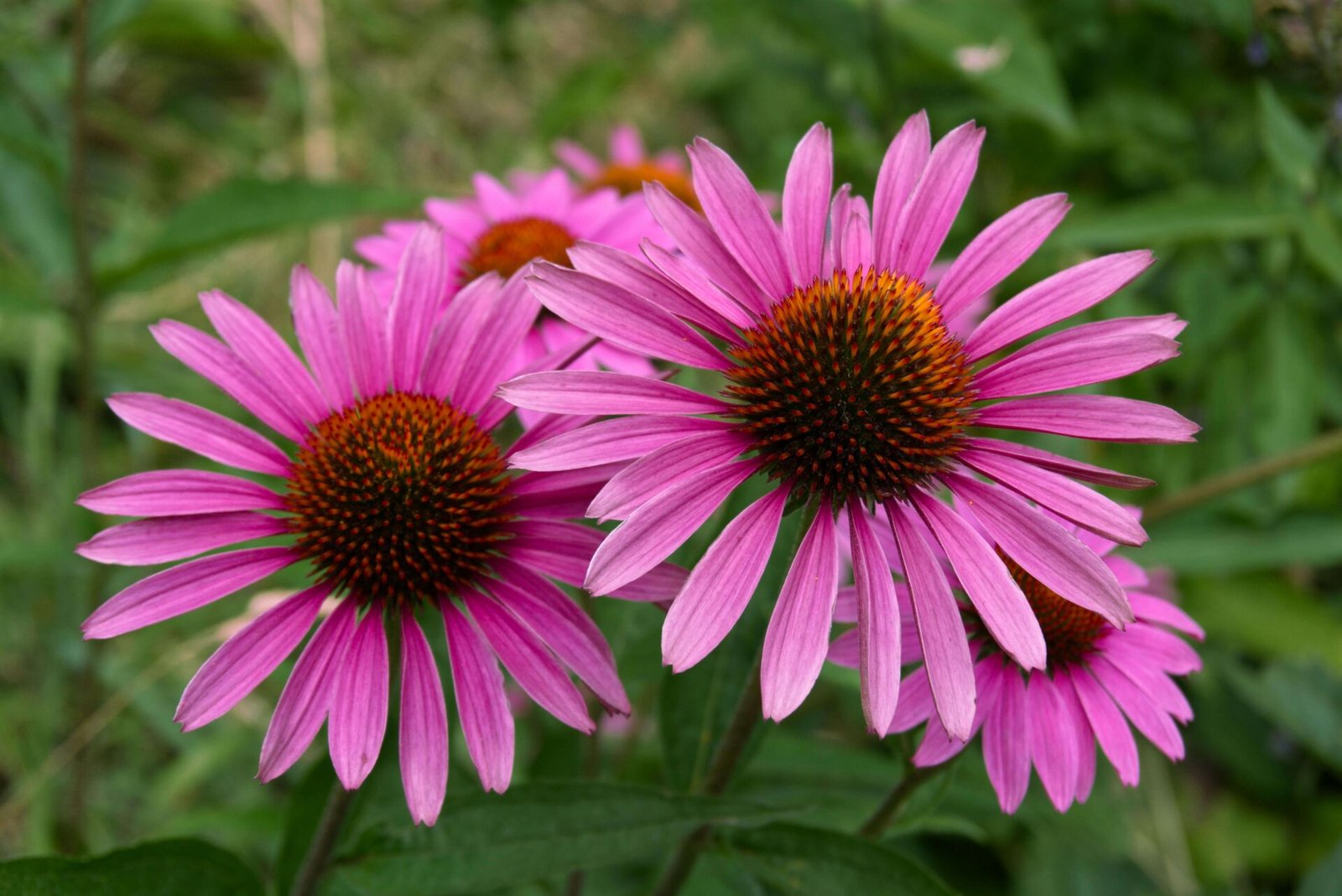 Echinacea Evidence: When and How This Immune Herb Actually Works